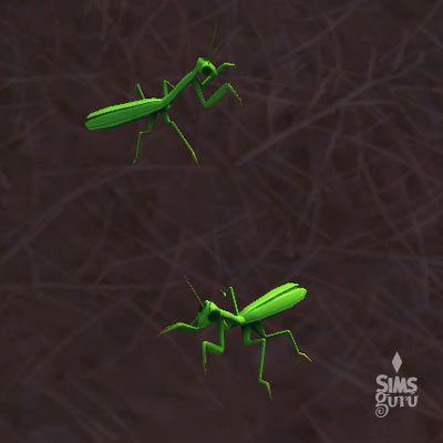 Colección Insectos: Mantis